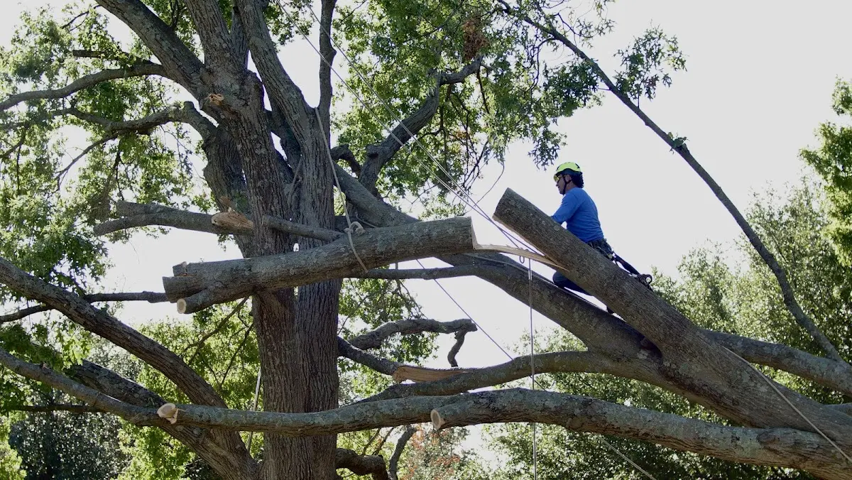 Professional Crown Thinning performed by certified arborists in La Canada Flintridge