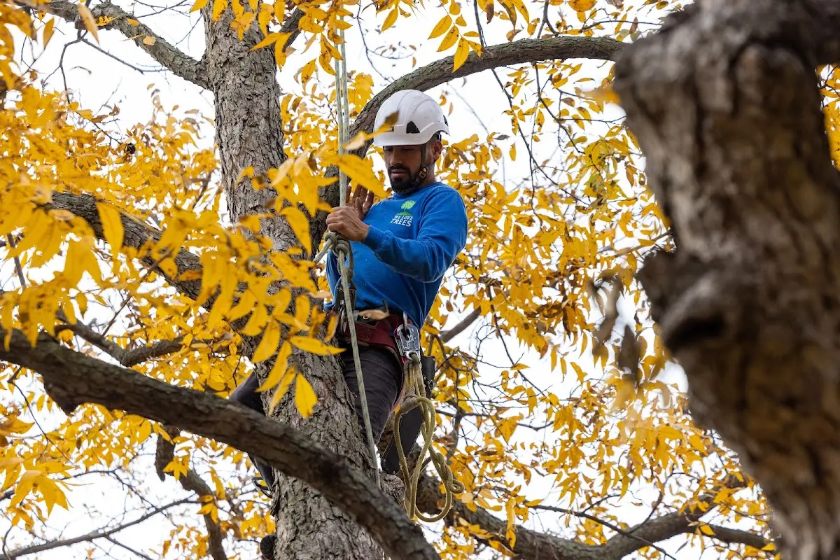 Skilled Tree Planting crew working in La Canada Flintridge